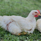 Pastured Whole Chicken