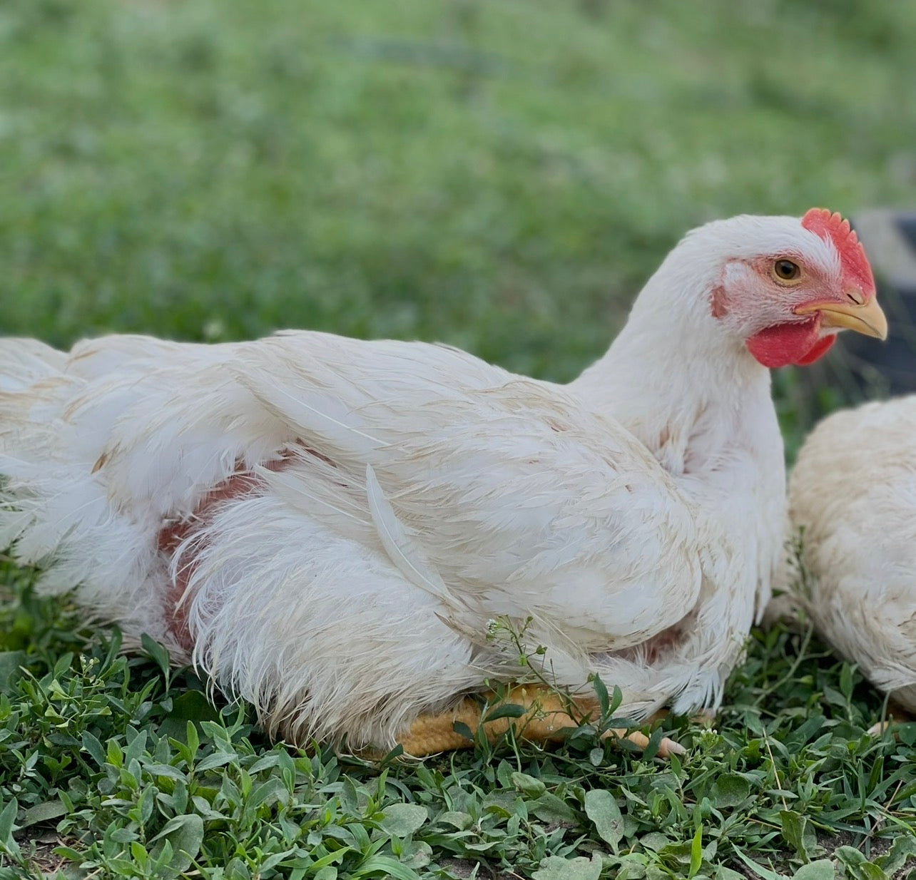 Pastured Whole Chicken