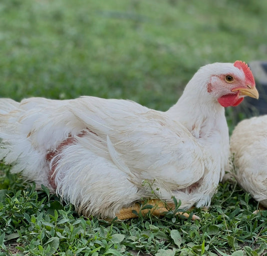 Pastured Whole Chicken  LOCAL PICK UP