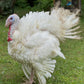 Pastured Whole Turkey