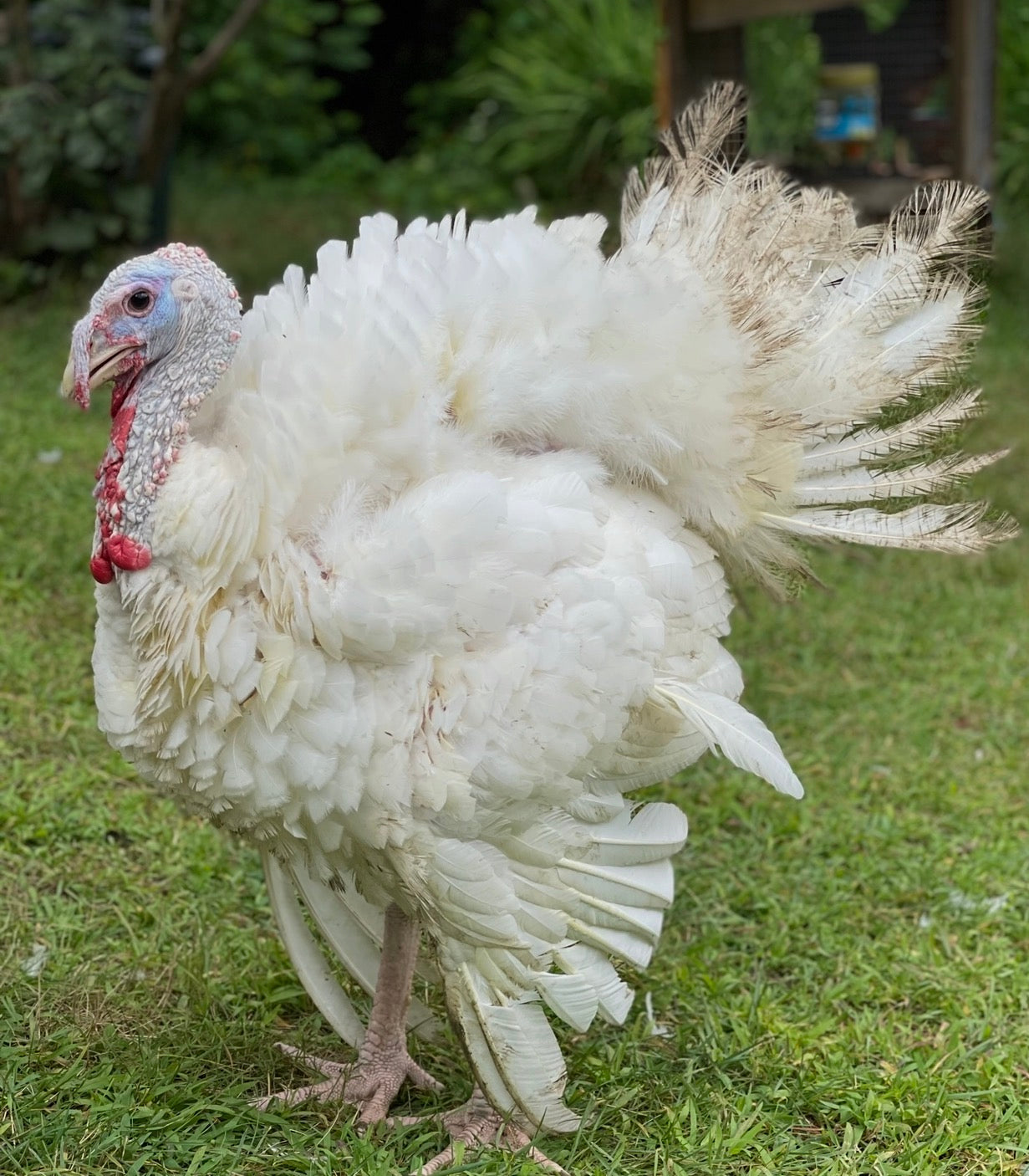 Pastured Whole Turkey