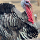 Pastured Whole Turkey