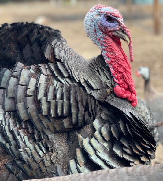 Pastured Whole Turkey  LOCAL PICK UP